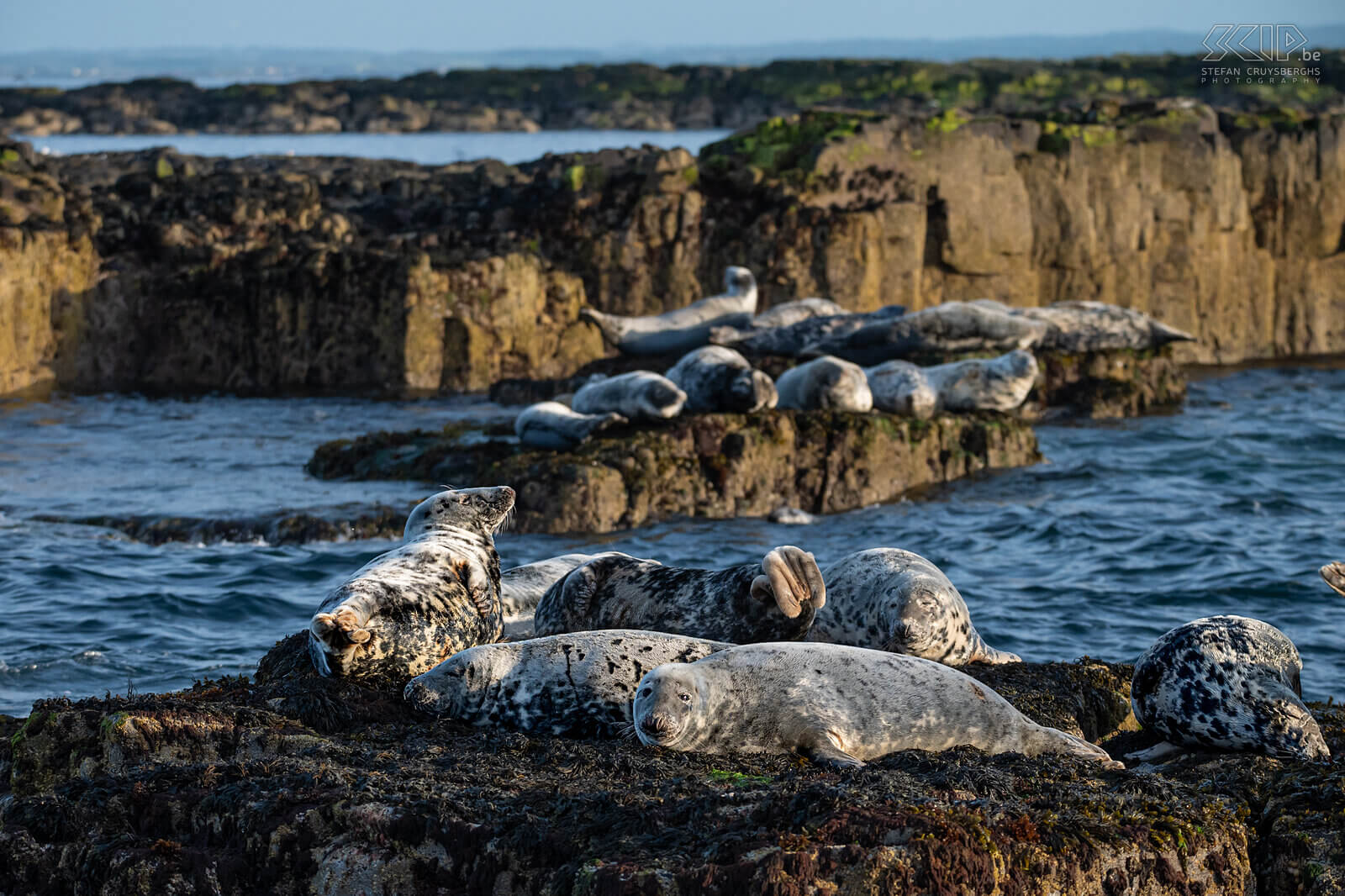 Farne Islands - Grey seals The Farne Islands are home to one of the largest Atlantic grey seal colonies on the east coast of England. Each autumn hundreds of pups are born here. When the tide is low, they mostly rest on some rocks. Stefan Cruysberghs